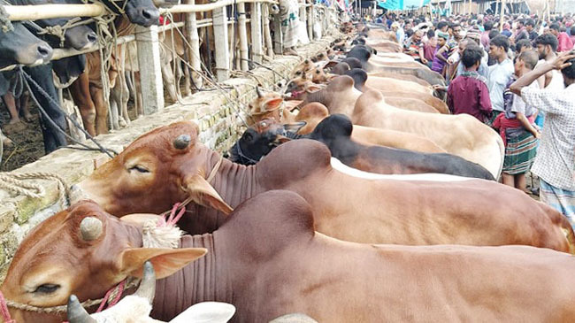 অস্থায়ী পশুর হাট নিয়ে যা জানা গেল চট্টগ্রাম সিটি কর্পোরেশন এর
