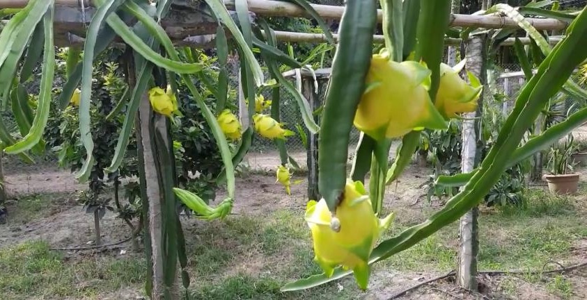 চাঁদপুরে হলুদ ড্রাগন চাষে বাম্পার ফলন