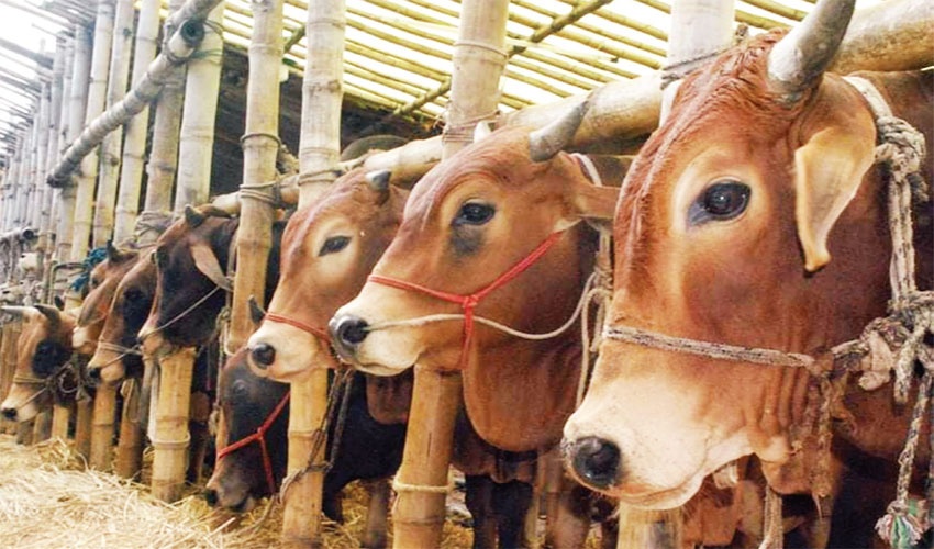 সারা দেশে পশুর হাট বসবে ৪৪০৭টি, সবাইকে পরতে হবে মাস্ক