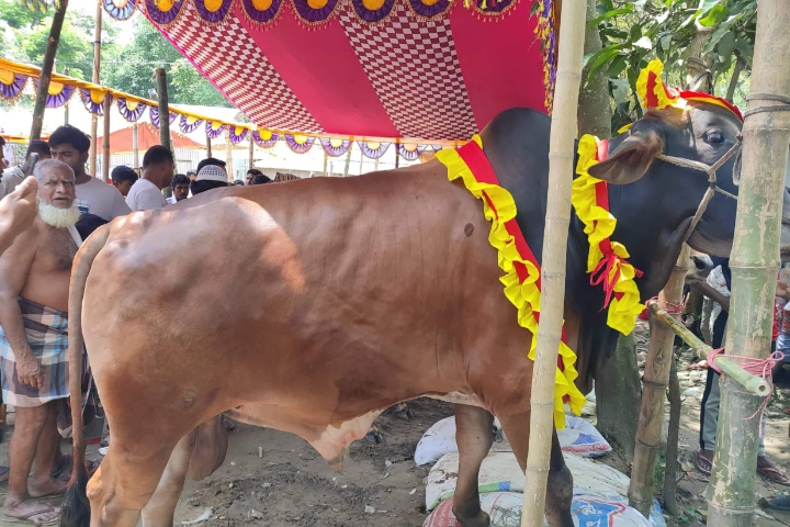 গরুর হাটেও দাম মিলছে না জায়েদ খানের