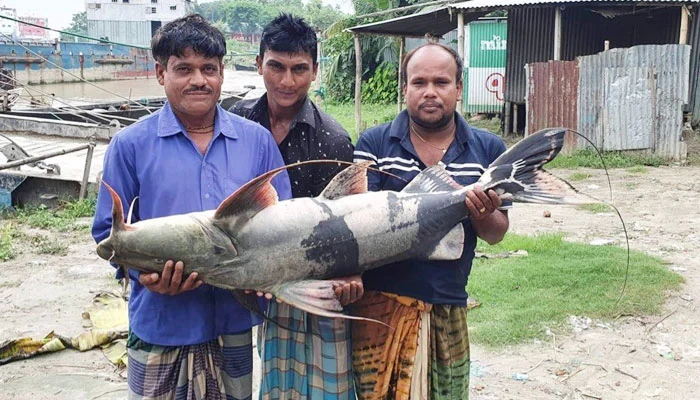 পদ্মায় জেলের জালে ২৫ কেজির বাগাড়